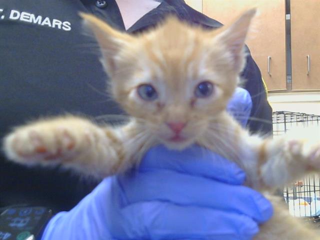 Shelter Stray Female Cat last seen COTTONTREE WAY AT MACFADDEN DR, 95828, 3839 Bradshaw Rd, Sacramento, CA 95827, USA