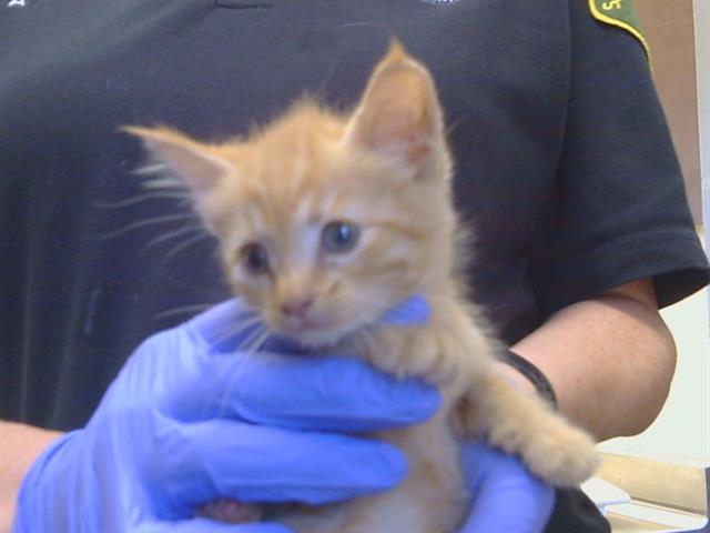 Shelter Stray Female Cat last seen COTTONTREE WAY AT MACFADDEN DR, 95828, 3839 Bradshaw Rd, Sacramento, CA 95827, USA