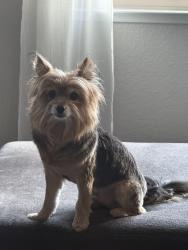 Reunited Male Dog last seen Stonington Drive & Hayden, Roseville, CA 95747