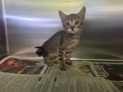 Shelter Stray Female Cat last seen , 1850 W 60th St, Los Angeles, CA 90047, USA