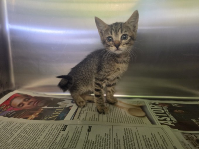 Shelter Stray Female Cat last seen , 1850 W 60th St, Los Angeles, CA 90047, USA