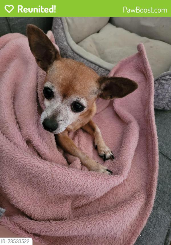Reunited Female Dog last seen Dutchman Ave & Sistan st, Henderson, NV 89011
