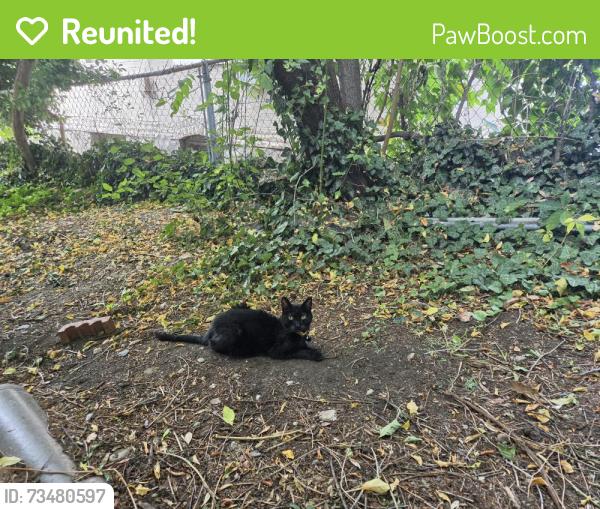 Reunited Male Cat last seen G street, Salt Lake City, UT 84103