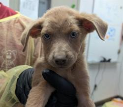 Shelter Stray Female Dog last seen , 4000 N Silverbell Rd, Tucson, AZ 85745, USA