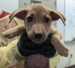 Shelter Stray Male Dog last seen , 4000 N Silverbell Rd, Tucson, AZ 85745, USA