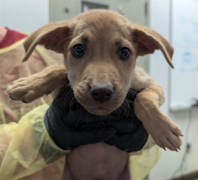 Shelter Stray Male Dog last seen , 4000 N Silverbell Rd, Tucson, AZ 85745, USA
