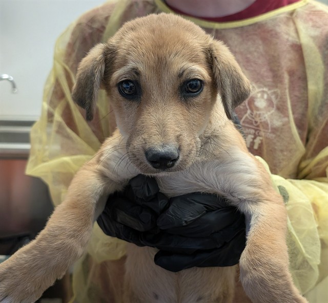 Shelter Stray Female Dog last seen , 4000 N Silverbell Rd, Tucson, AZ 85745, USA