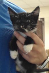 Shelter Stray Male Cat last seen Near MOBIUS RD, FAYETTEVILLE NC 28312, 4704 Corporation Dr, Fayetteville, NC 28306, USA