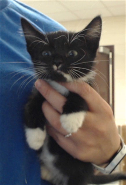 Shelter Stray Male Cat last seen Near MOBIUS RD, FAYETTEVILLE NC 28312, 4704 Corporation Dr, Fayetteville, NC 28306, USA