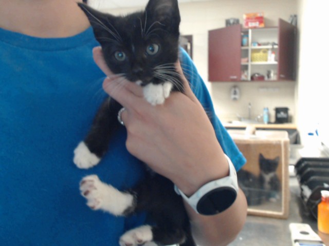 Shelter Stray Male Cat last seen Near MOBIUS RD, FAYETTEVILLE NC 28312, 4704 Corporation Dr, Fayetteville, NC 28306, USA