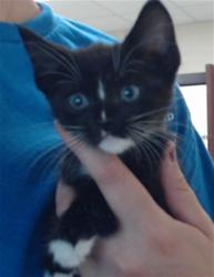 Shelter Stray Male Cat last seen Near MOBIUS RD, FAYETTEVILLE NC 28312, 4704 Corporation Dr, Fayetteville, NC 28306, USA