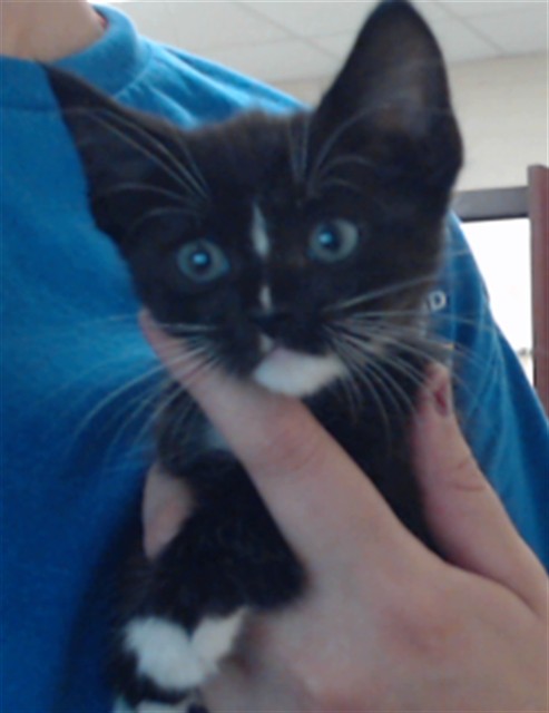 Shelter Stray Male Cat last seen Near MOBIUS RD, FAYETTEVILLE NC 28312, 4704 Corporation Dr, Fayetteville, NC 28306, USA