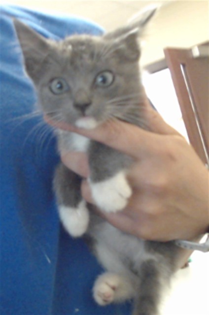 Shelter Stray Female Cat last seen Near MOBIUS RD, FAYETTEVILLE NC 28312, 4704 Corporation Dr, Fayetteville, NC 28306, USA