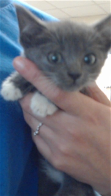 Shelter Stray Male Cat last seen Near MOBIUS RD, FAYETTEVILLE NC 28312, 4704 Corporation Dr, Fayetteville, NC 28306, USA
