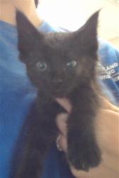 Shelter Stray Female Cat last seen Near MOBIUS RD, FAYETTEVILLE NC 28312, 4704 Corporation Dr, Fayetteville, NC 28306, USA