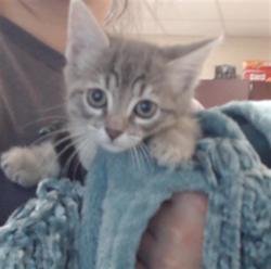 Shelter Stray Female Cat last seen Near SHORELINE DR, FAYETTEVILLE NC 28311, 4704 Corporation Dr, Fayetteville, NC 28306, USA
