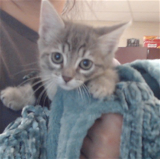 Shelter Stray Female Cat last seen Near SHORELINE DR, FAYETTEVILLE NC 28311, 4704 Corporation Dr, Fayetteville, NC 28306, USA