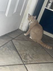 Reunited Female Cat last seen Round Lake Park, IL, USA, Round Lake Park, IL 60073