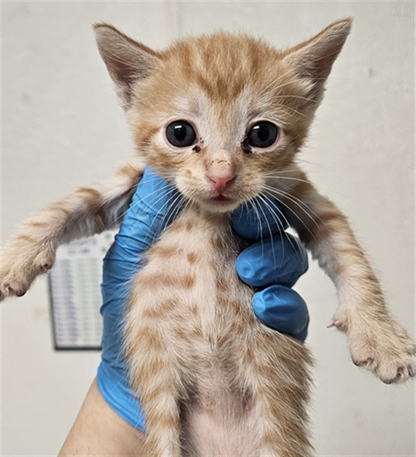 Shelter Stray Male Cat last seen Near BLOCK NORRIS RD, BAKERSFIELD CA 93308, 3951 Fruitvale Ave, Bakersfield, CA 93308, USA