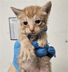 Shelter Stray Female Cat last seen Near BLOCK NORRIS RD, BAKERSFIELD CA 93308, 3951 Fruitvale Ave, Bakersfield, CA 93308, USA