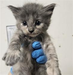 Shelter Stray Female Cat last seen Near BLOCK NORRIS RD, BAKERSFIELD CA 93308, 3951 Fruitvale Ave, Bakersfield, CA 93308, USA