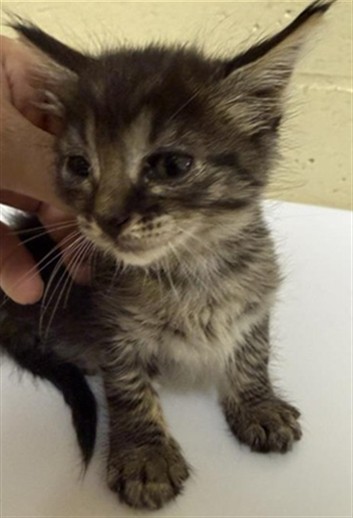 Shelter Stray Female Cat last seen GREENHAVEN DR & FLORIN RD, 2127 Front St, Sacramento, CA 95818, USA
