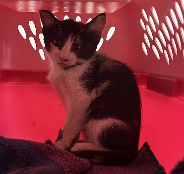 Shelter Stray Female Cat last seen Near BLOCK HEATH RD, BAKERSFIELD CA 93314, 3951 Fruitvale Ave, Bakersfield, CA 93308, USA