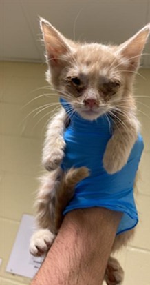 Shelter Stray Male Cat last seen JACINTO AVE & CENTER PKWY, 2127 Front St, Sacramento, CA 95818, USA