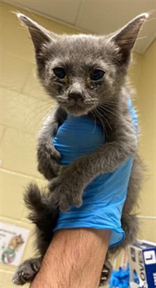 Shelter Stray Female Cat last seen JACINTO AVE & CENTER PKWY, 2127 Front St, Sacramento, CA 95818, USA
