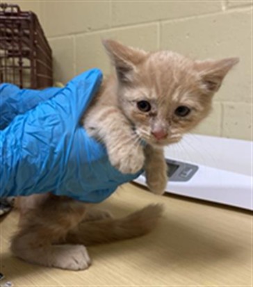 Shelter Stray Male Cat last seen JACINTO AVE & CENTER PKWY, 2127 Front St, Sacramento, CA 95818, USA