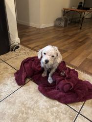 Found/Stray Male Dog last seen Old Auburn Rd., Roseville, CA 95661