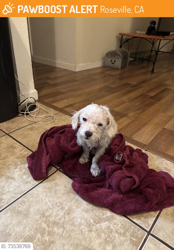 Found/Stray Male Dog last seen Old Auburn Rd., Roseville, CA 95661