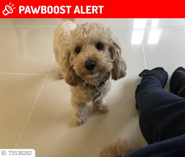 Lost Male Dog last seen Jubilee Way, Kings Hill, England ME19 4NR