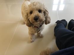 Lost Male Dog last seen Jubilee Way, Kings Hill, England ME19 4NR