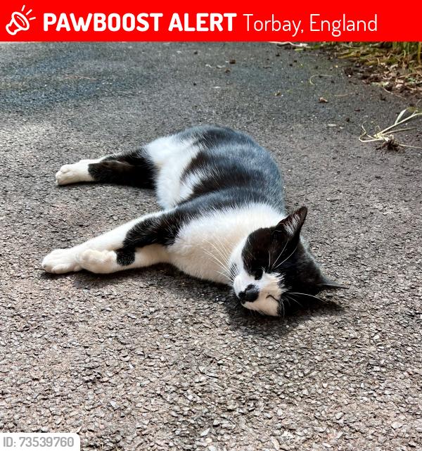 Lost Male Cat last seen Snowdonia Close, Torbay, England 