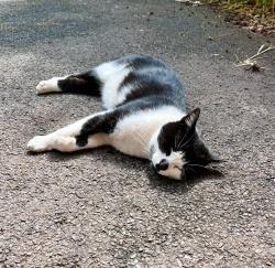 Lost Male Cat last seen Snowdonia Close, Torbay, England 