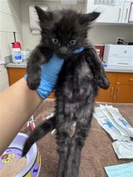Shelter Stray Male Cat last seen POLHEMUS DR / ACAPULCO WAY, 9150 Union Park Way, Elk Grove, CA 95624, USA
