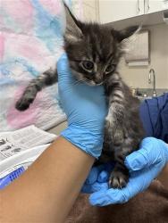 Shelter Stray Female Cat last seen POLHEMUS DR / ACAPULCO WAY, 9150 Union Park Way, Elk Grove, CA 95624, USA