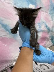 Shelter Stray Female Cat last seen POLHEMUS DR / ACAPULCO WAY, 9150 Union Park Way, Elk Grove, CA 95624, USA