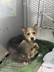 Shelter Stray Female Dog last seen Near BLOCK E SIERRA AVE, FRESNO CA 93710, 5277 E Airways Blvd, Fresno, CA 93727, USA