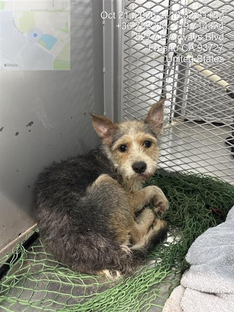 Shelter Stray Female Dog last seen Near BLOCK E SIERRA AVE, FRESNO CA 93710, 5277 E Airways Blvd, Fresno, CA 93727, USA