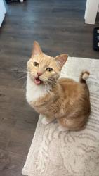 Reunited Male Cat last seen At the hse, Silver Summit, UT 84098