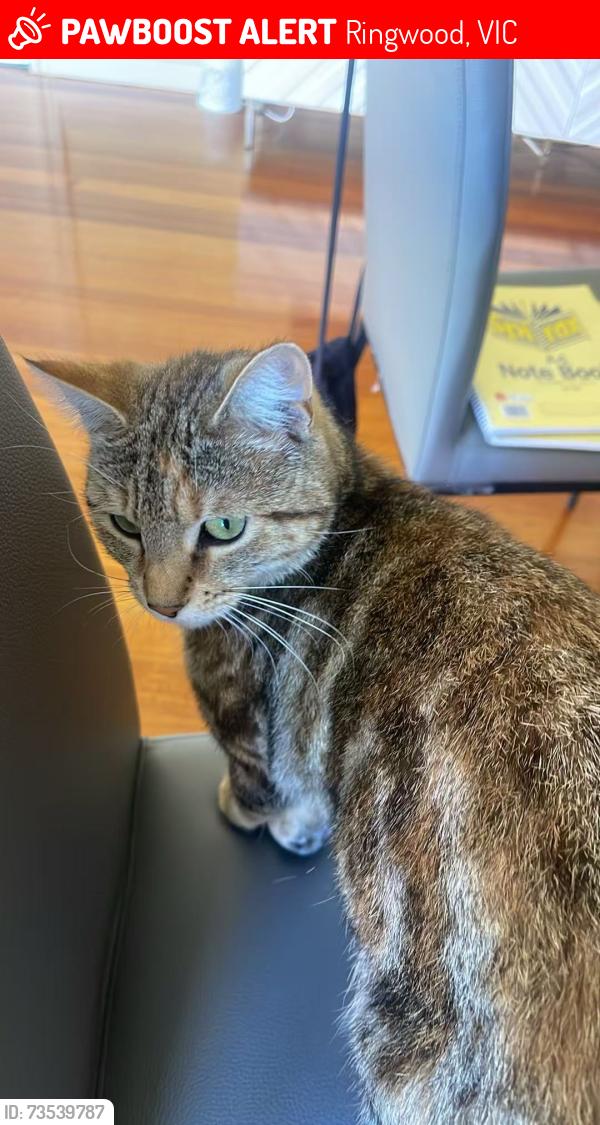 Lost Female Cat last seen New st, Ringwood, VIC 3134