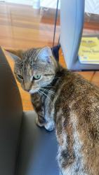 Lost Female Cat last seen New st, Ringwood, VIC 3134