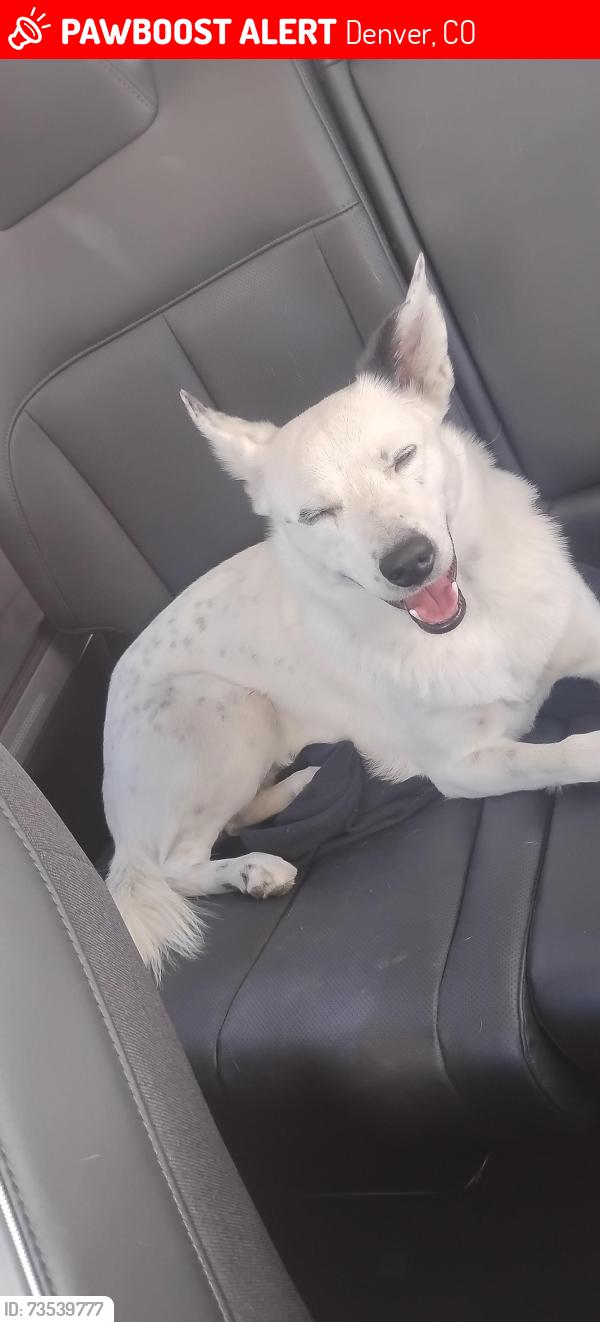 Lost Male Dog last seen Near leaf ct Denver co 80216, Denver, CO 80216