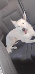 Lost Male Dog last seen Near leaf ct Denver co 80216, Denver, CO 80216