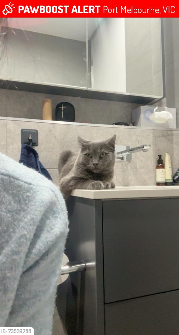 Lost Male Cat last seen Princess st, Port Melbourne, VIC 3207