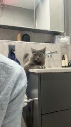 Lost Male Cat last seen Princess st, Port Melbourne, VIC 3207