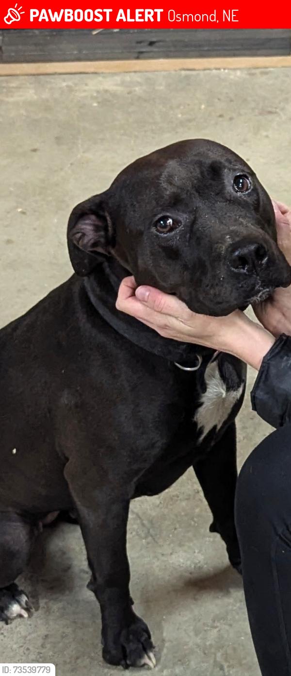 Lost Female Dog last seen Headed west of Osmond, Osmond, NE 68765