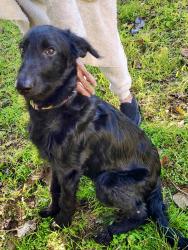 Found/Stray Female Dog last seen Oak grove, Burleson, TX 76028